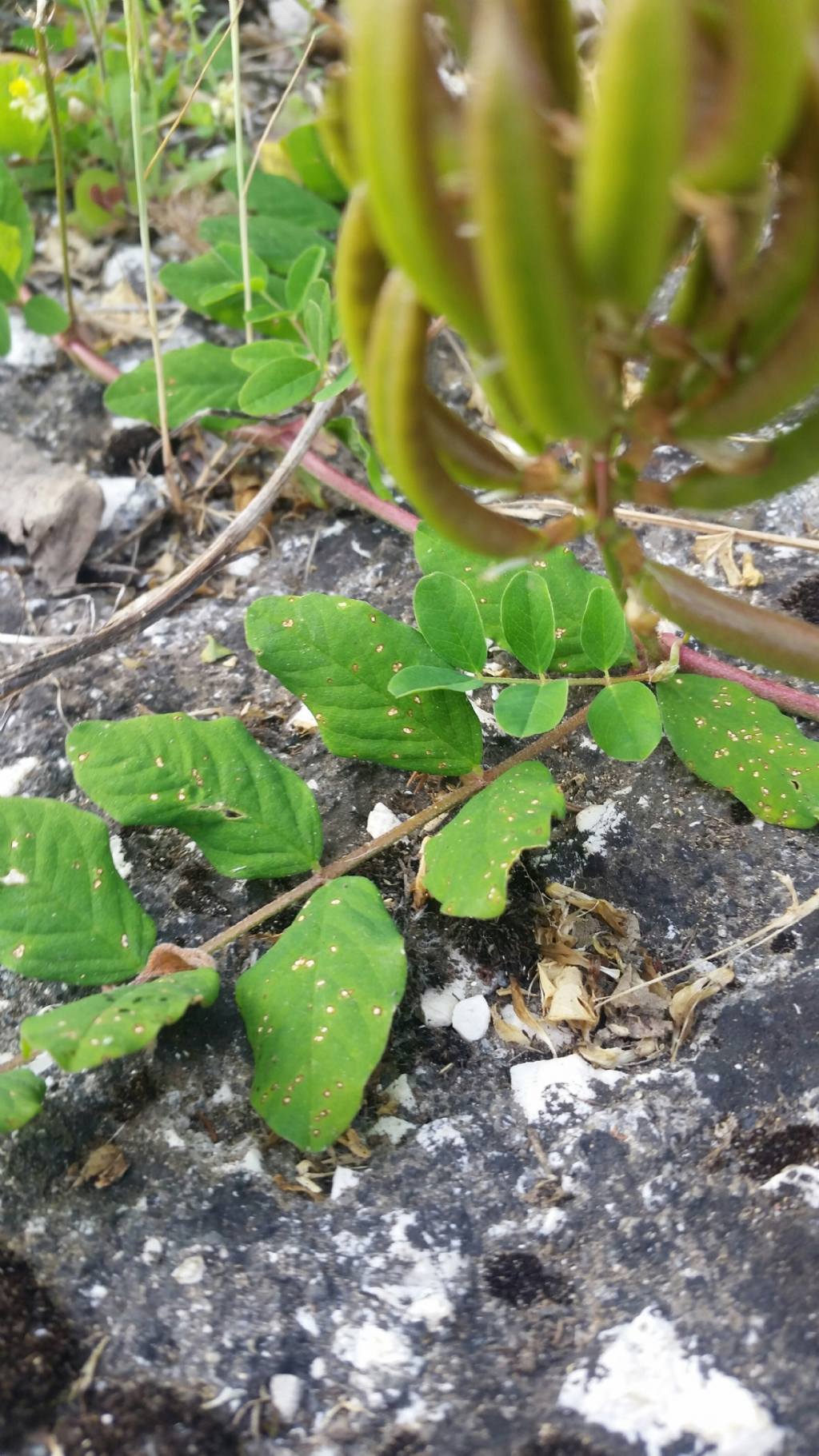 Astragalus glycyphyllos (Fabaceae)